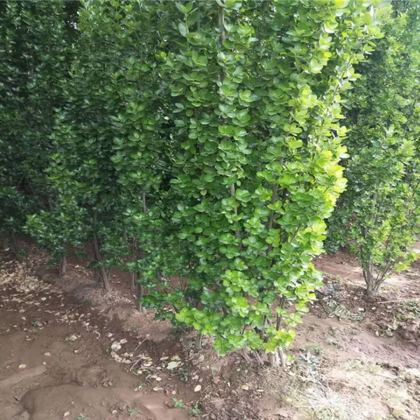 ���ֹ�񱱺������� 2�ױ�����3�� 4�� 5�ױ���������