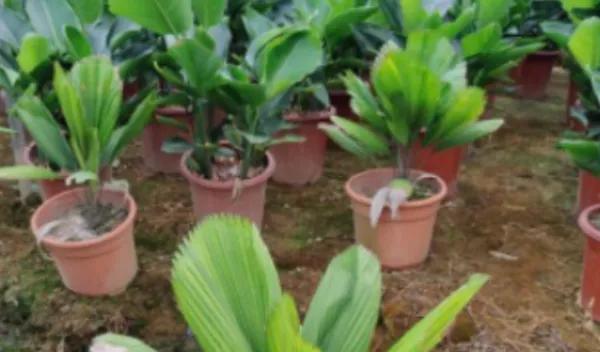 广州绿化苗木批发 大岗美琳花木场供应