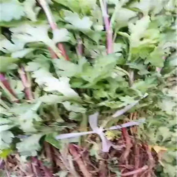 ��̩��ҩ�� ����ջ���۸� �����߲��ջ�������