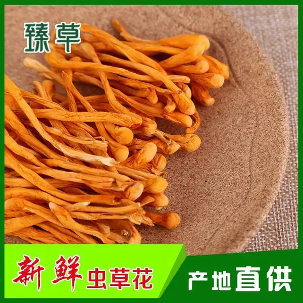 孢子头北虫草干货批发新鲜北虫草批发，北虫草源头厂家