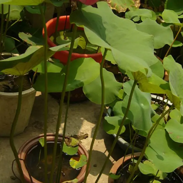 供应广东荷花苗、广东荷花种苗、广东睡莲苗、广东睡莲种苗、广东种苗价格技术