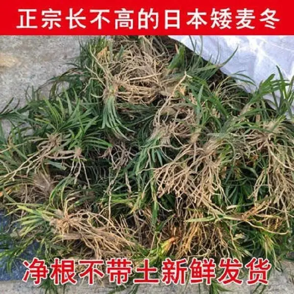 麦冬草 玉龙草金边麦冬青叶麦冬日本矮麦冬耐践踏庭院别墅草坪