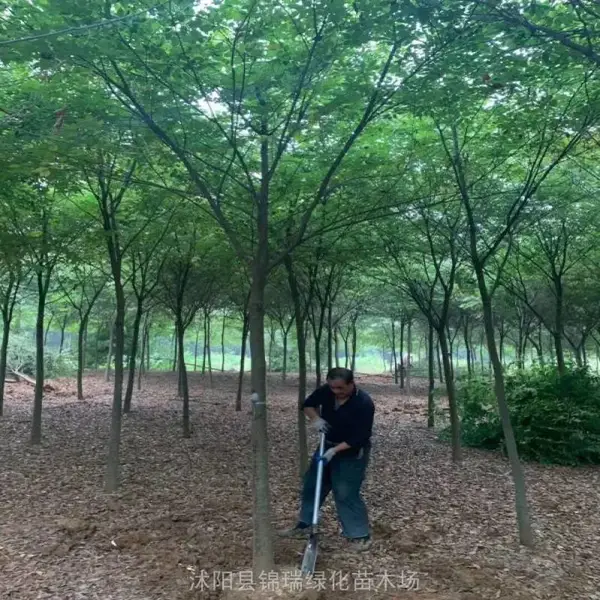 10公分榉树上车价揭晓 市政绿化行道树 地产庭院造景 滨水景观
