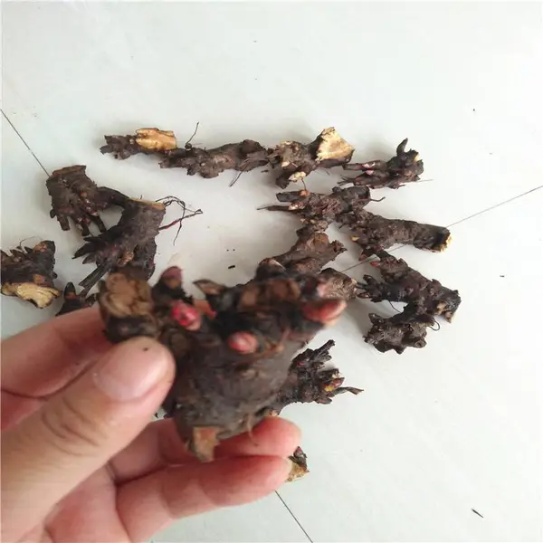 安徽亳州芍药苗@@芍药苗和白芍苗是同一种药材