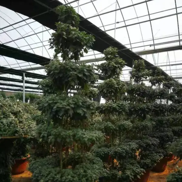 湖南绿化苗木购销合同书