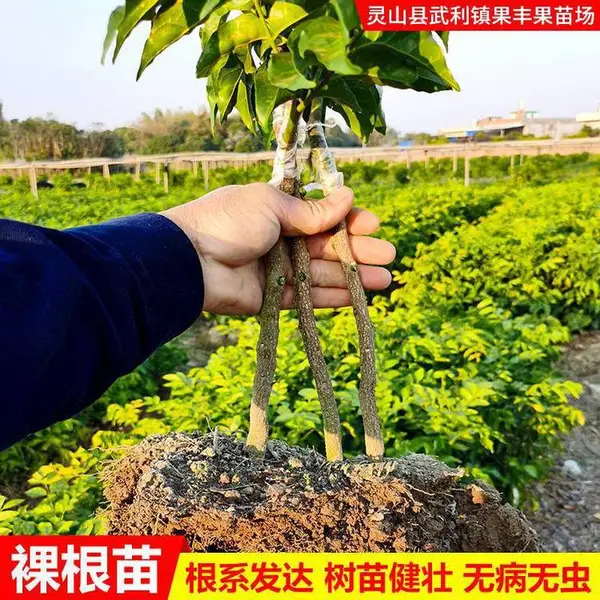 ����Ʒ�����ۺڻ�Ƥ�硢�ڽ�ա�������_������
