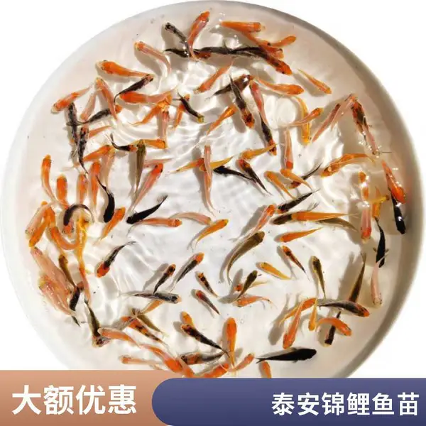 水族箱观赏鱼苗哪里买 山东泰安本地观赏鱼苗锦鲤鱼苗养殖场 品质好