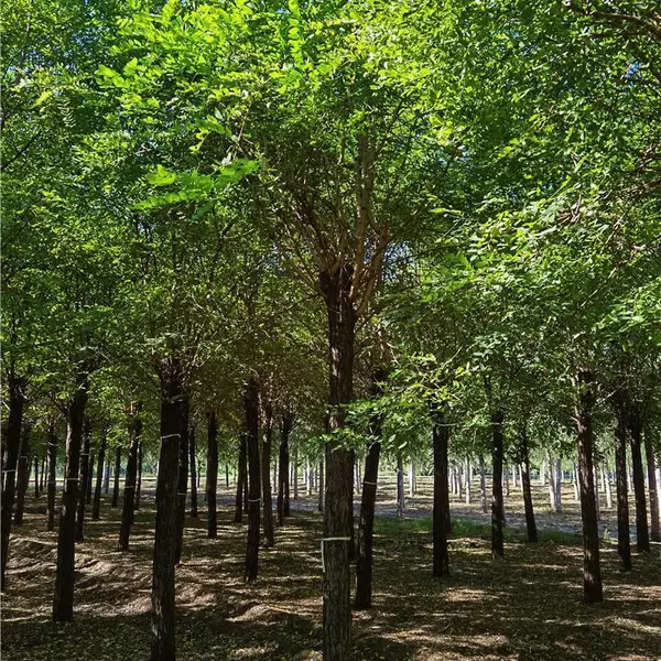 刺槐基地-园林绿化-主打产品