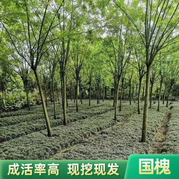 成都国槐种植基地 观叶造型国槐树 槐树 大树庭院绿化
