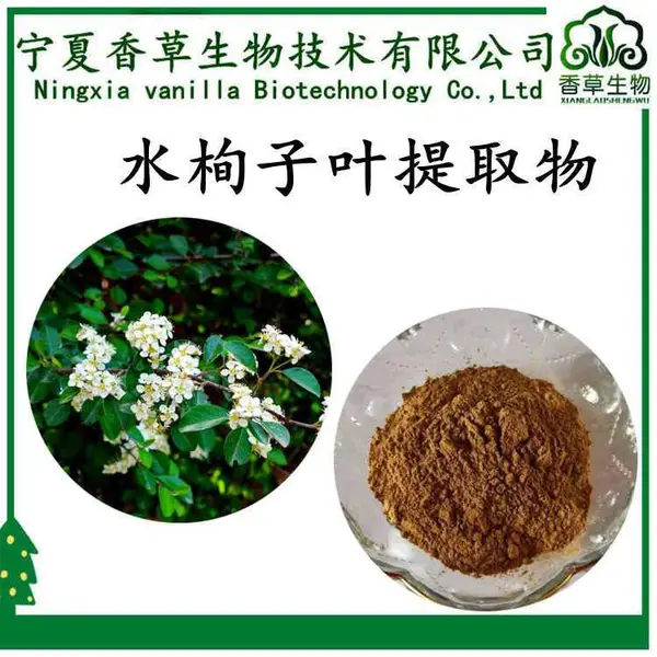 水栒子叶提取物 10: 1 原粉 100目 水栒子叶提取液