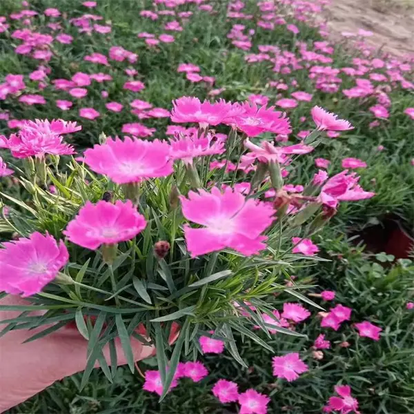 ʯ�� ��̳����ɫ���쾰�� ��̨���� ͥԺ�����ر��̻���