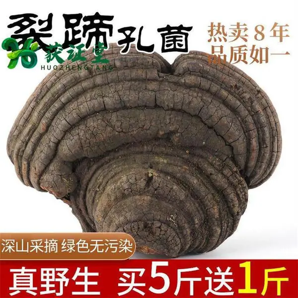 正宗大个裂迭灵芝 野个马蹄灵芝菌灵芝片供应获证堂