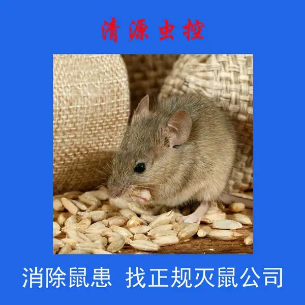 【清源虫控】滁州浦口食品加工车间灭鼠神器联系方式