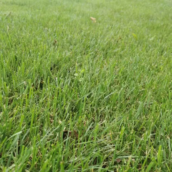 上千亩的草皮基地批发 混播草 细叶结缕草 百慕大等等