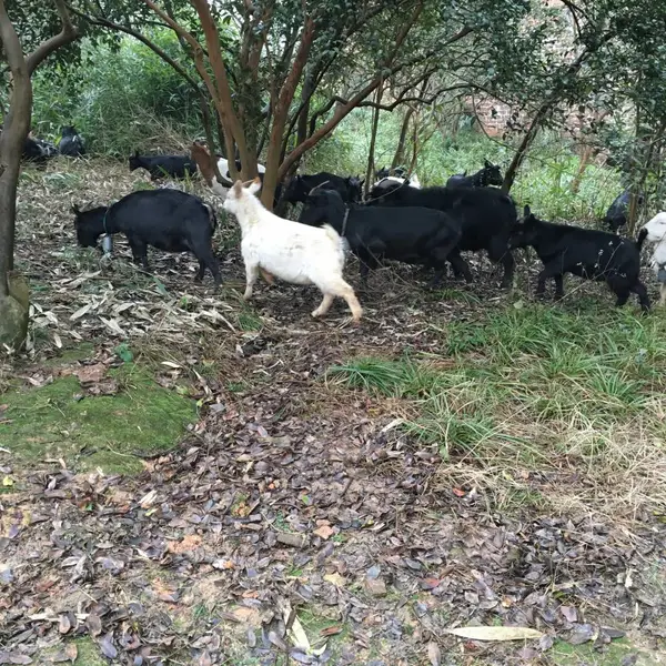 永兴出售自家纯散养的纯山羊出售 大羊小羊羔都卖