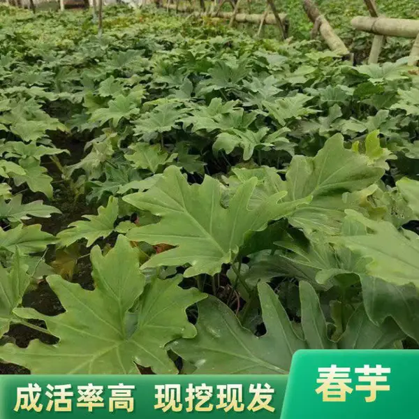 春芋植物 水培春芋 春芋价格 春芋盆景