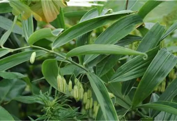 福州莆田泉州厦门黄精种植栽培基地学习管理技术经验