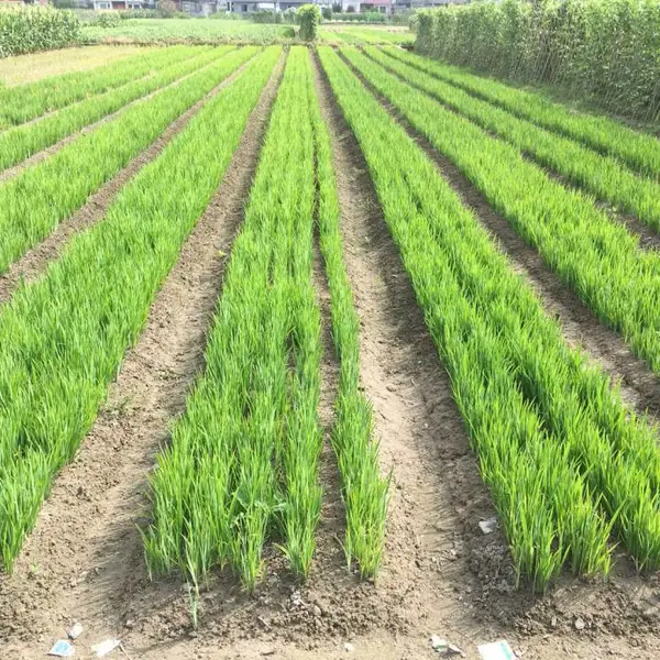 佳颖水生植物基地批发黄菖蒲 黄菖蒲价格 浙江黄菖蒲 黄菖蒲湿地绿化 黄花鸢尾