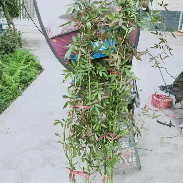 Ǿޱ���� �� С�����أ��߶�50-2�� �ɹ�Ӧ����
