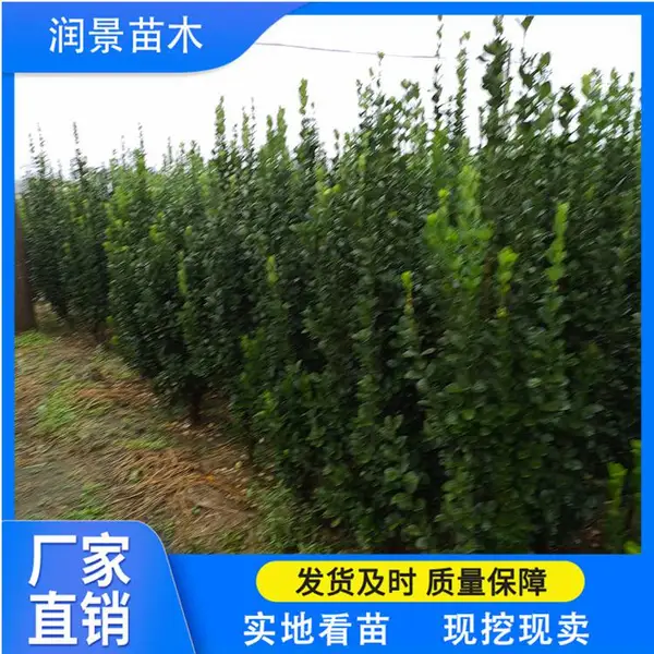 润景 围墙绿篱苗 适合南北方种植 1.8米丛生 北海道黄杨批发