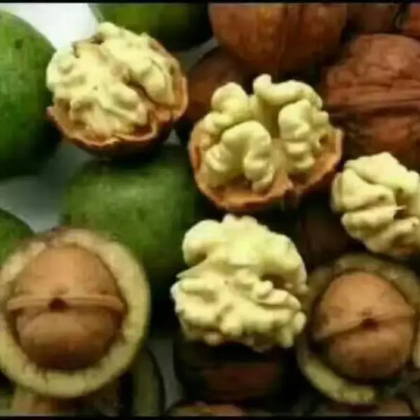 大理漾濞核桃/漾濞大泡核桃/泡核桃苗/漾濞核桃好在哪里/漾濞大泡核桃挂果状