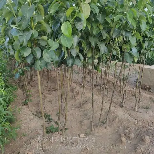 1公分秋月梨树苗 2公分秋月梨价格 山东梨树苗基地