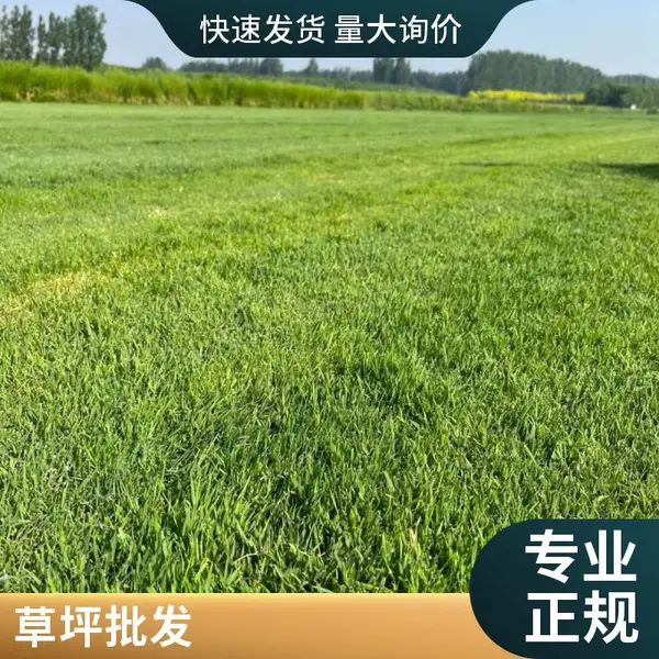 混播草坪草坪铺装铺装施工别墅花园设计别墅私家花园设计丰台