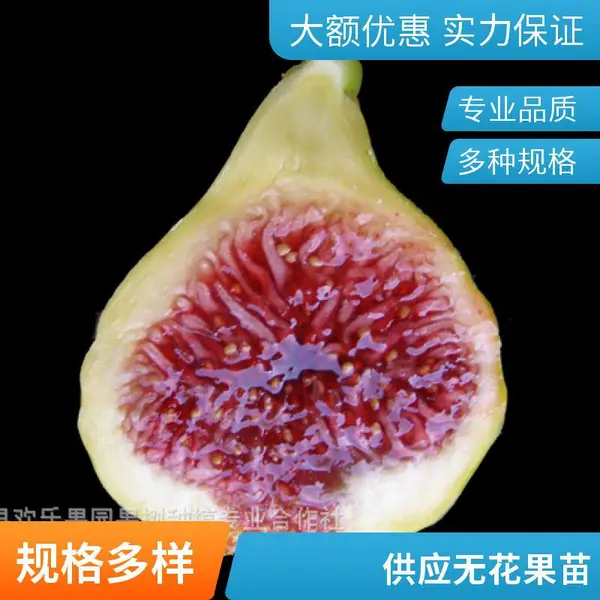 �޻����� ������� ����Ʒ�� �������Ͻ�� �޻�������