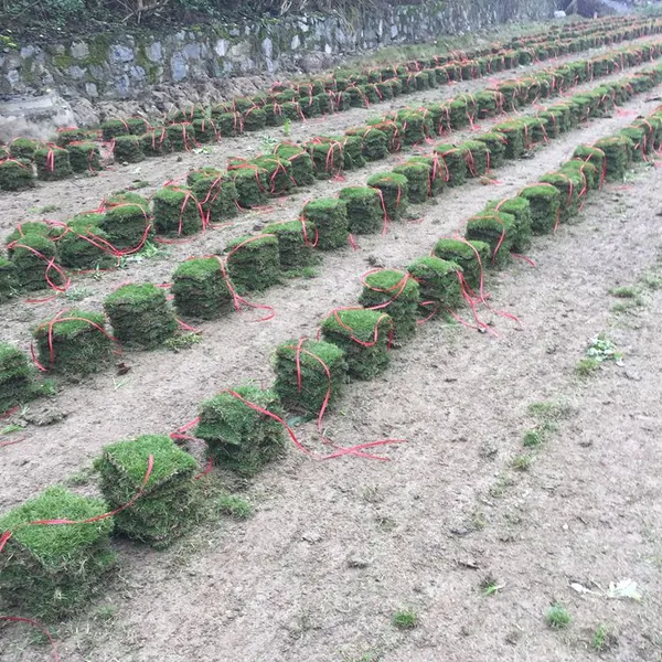 马尼拉草坪 广安厂区绿化用的四季青草坪***格 哪家强