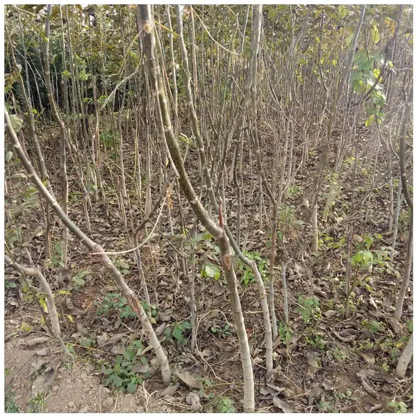 供应红皮核桃树苗 辽核7核桃苗 报价 辽核4核桃苗