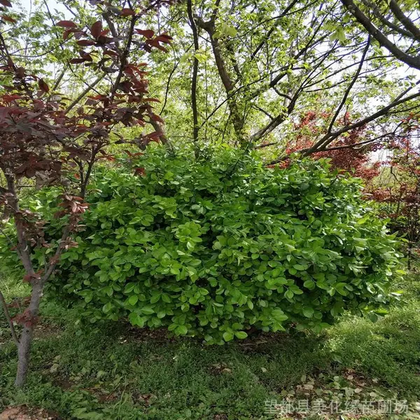 河北望都苗圃供应长势好的卫予球,直径1.5-2.0米,绿化美化效果好