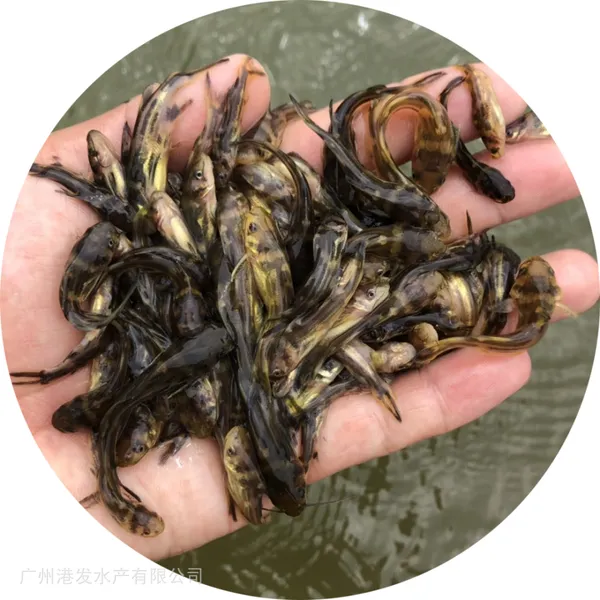 黄颡鱼鱼苗养殖基地 一手黄骨鱼苗供应 鱼苗专车直达 成活***