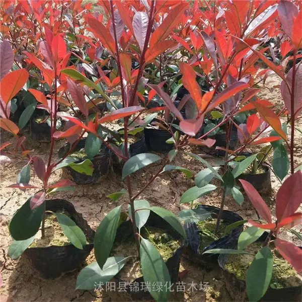 锦瑞 一年生红叶石楠小苗 红色系 耐尾气 耐盐碱 南北方通用