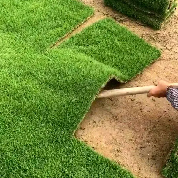 马尼拉草皮 贵州铜仁草坪种植出售价格 性价比高