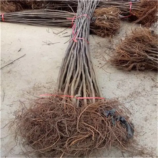 两年无花果树苗 帅阳苗木 4公分无花果苗 供应聚集地