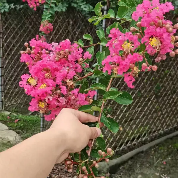 紫薇树花瓶造型 丛生紫微种植场 百日红苗木 景观工程苗 抗风固沙