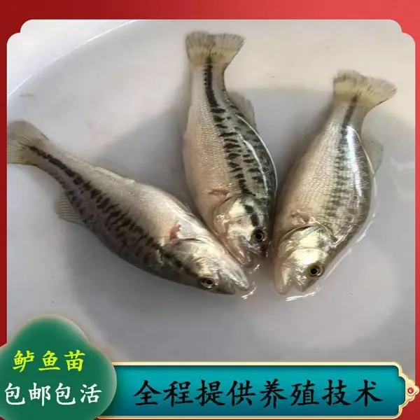 迅速快长加州鲈鱼苗 吃饲料大口黑鲈鱼苗 体长7-8公分优鲈1号