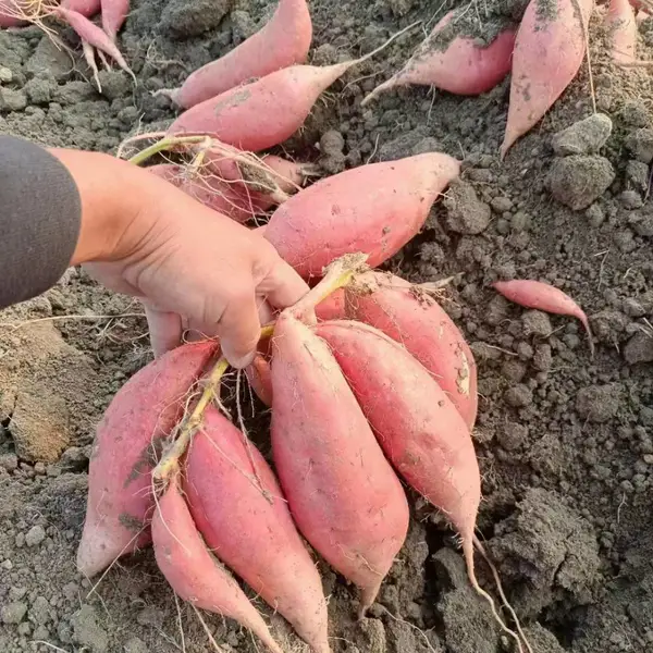 文杰家庭农场培育基地大量供应高产高淀粉脱毒原种种薯商薯19