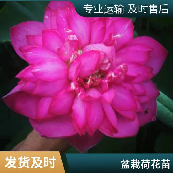 20cm花苞睡莲苗 茎秆直立芦苇 种植盆栽荷花