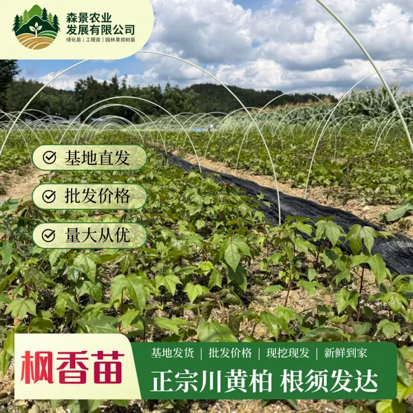 枫香树苗 荒山造林绿化苗 庭院风景大树 现挖带土杯成活率高