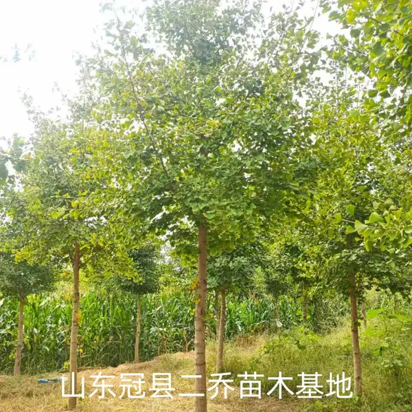 8公分至10公分银杏树,山东聊城阳谷县原生冠银杏树基地,银杏树产地上车价格,山东聊城银杏树