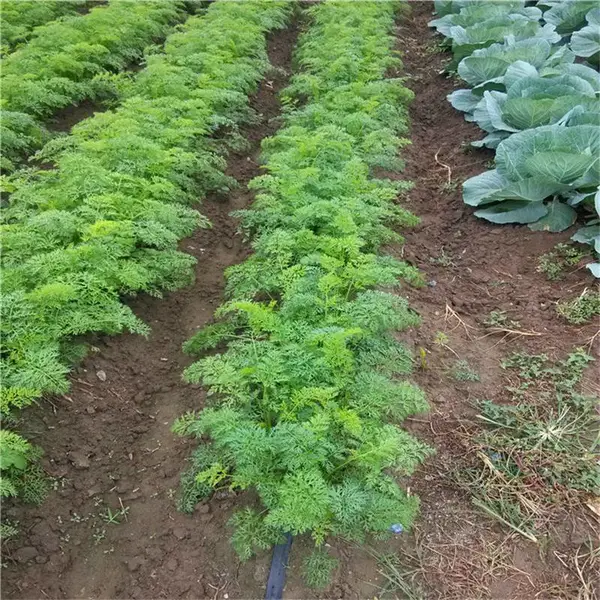 ������ˮ��ȹܲ��豸�ز�΢��ͷ���͵�ȽϹ��