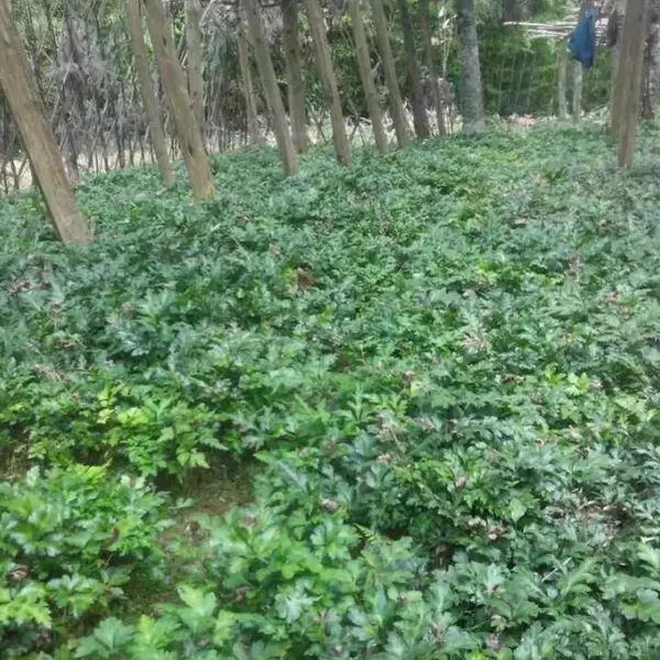 供应黄连种苗黄连种苗鸡爪连黄连苗