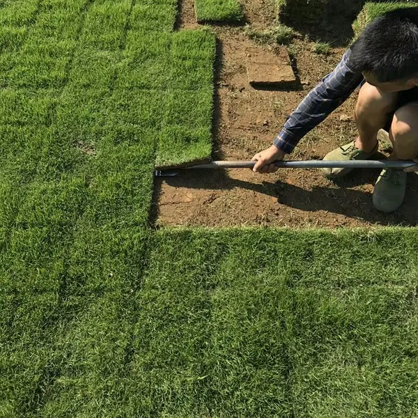 马尼拉草坪 广西玉林混播草坪出售价格 专车发货