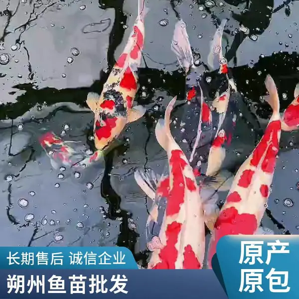 山西大同朔州观赏鱼苗锦鲤鱼苗养殖场 人工驯化 入池成活率高