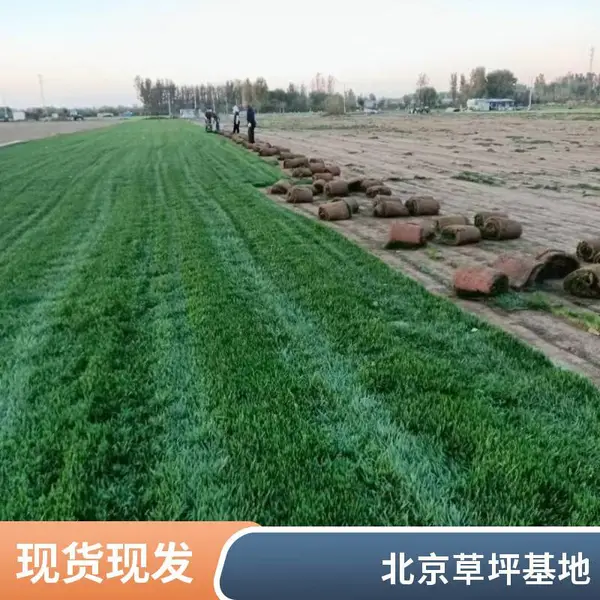 房山私家别墅花园设计庭院草坪铺装施工 草坪基地