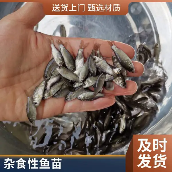 港发水产中科五号鲫鱼苗 改良四倍鲫鱼苗 专业淡水鱼养殖 送货到塘头
