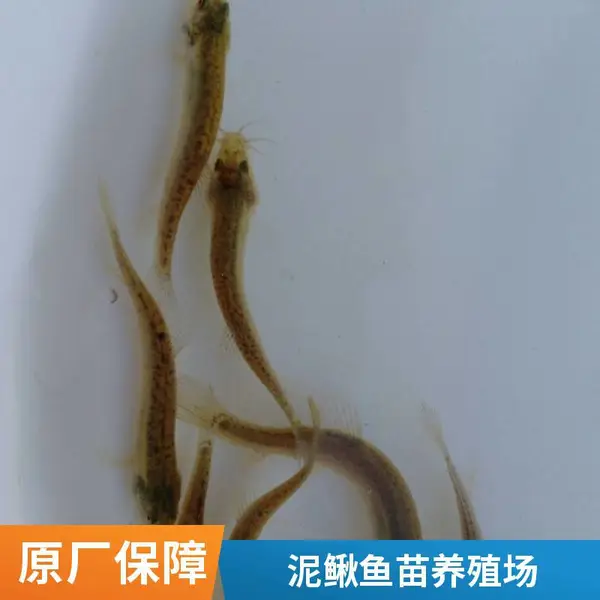 自产自销多规格泥鳅苗 山东泰安本地黑鱼苗泥鳅鱼苗养殖场
