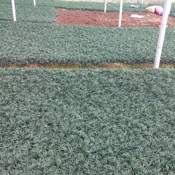 玉龙草日本矮麦冬 湖北庭院别墅绿化用矮小沿阶草***格