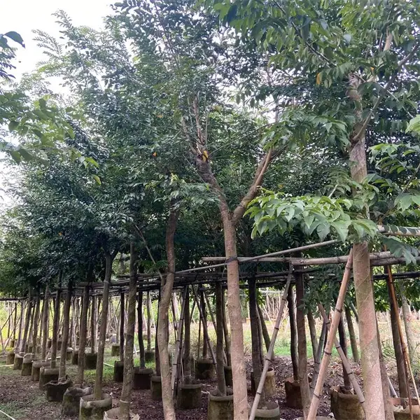 海南黄花梨 景区园林造景行***赏绿树防护树地被护坡